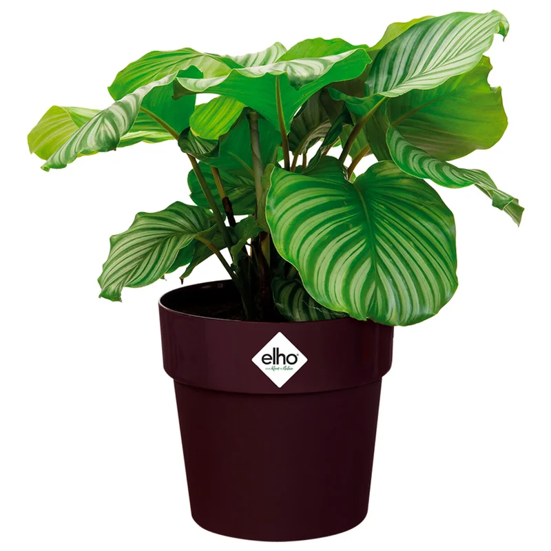 deubaxxl202605150426334070852